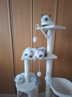 Ragdoll