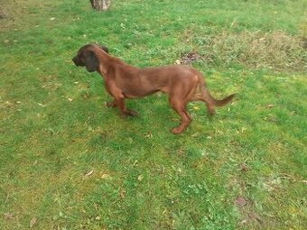 Hanoversky  Farbiar ..1 r. darujem