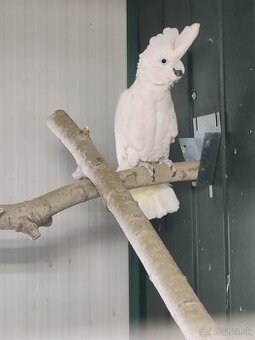 Kakadu Šalamúnsky 0.1