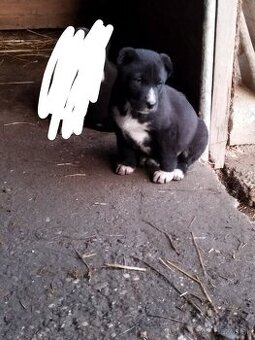 Predám šteniatka – Stredoázijský ovčiak 🐶