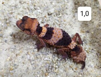 Nephrurus cinctus