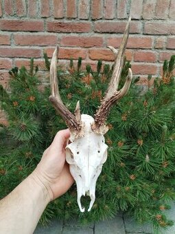 Trofej rarita srnec