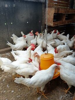Leghorn