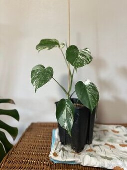 Monstera albo