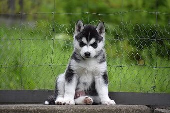 Sibírsky Husky steniatka s PP