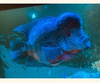 Darujem cichlidu Flowerhorn a africke cichlidy