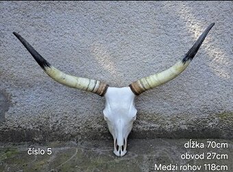 Trofeje, maďarský stepný