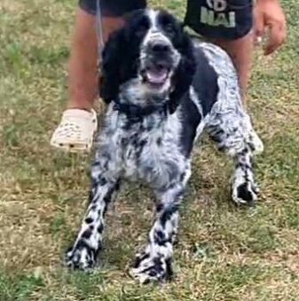 Anglický springerspaniel