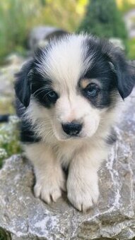 Welsh Corgi Pembroke