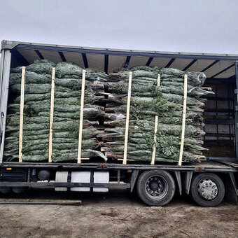 Kaukazská jedľa 2,00-2,50 smrek vianočné stromčeky