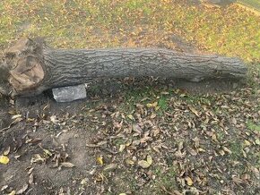 Predám kmeň orecha