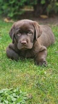 Labradorský retriever