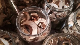 Susene dubaky a suchohriby