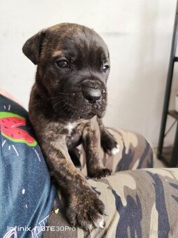 Cane Corso