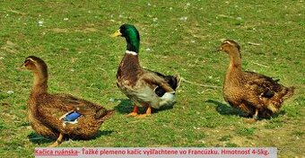 Predám kačatá ruanske