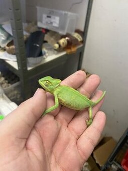 Chameleon jemensky