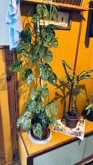 monstera adansonii - 1