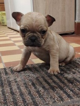 Francúzsky Buldoček