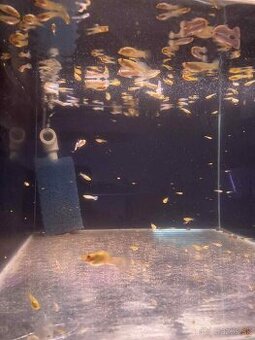 Gupky White Snow - čistá línia