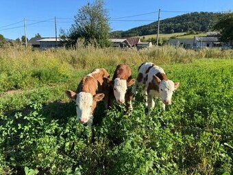 OŠETROVATEĽ TELiAT