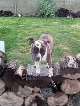 Americky stafordšírsky teriér s PP