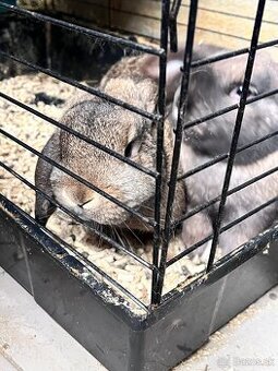 Minilop, baranček, zajac, králik