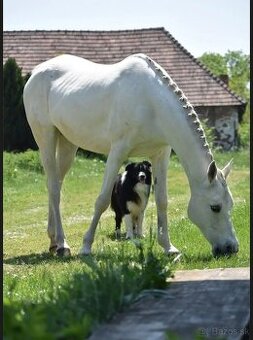 Kobylka na Predaj