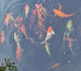 Predam koi kapre