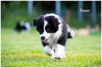 Border Collie Border Kolia s PP FCI