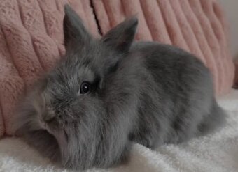Blue na adopciu