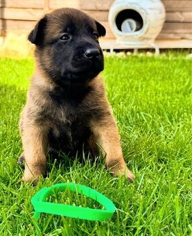 Belgický ovčiak - Malinois