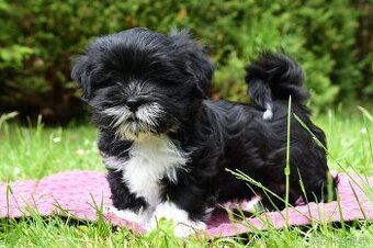 Lhasa Apso
