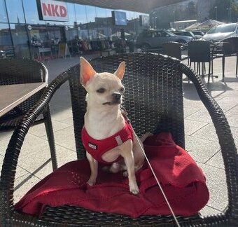 Pes Chihuahua