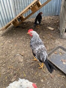 Predám kohúta Vlašky striebrokrkej