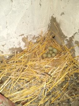 Predám prepelice činske - 1