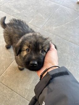 Šteniatko Kaukazský ovčiak