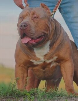 American bully XL s PP✨ EXKLUZÍVNY AMERICAN BULLY – TOP KVAL