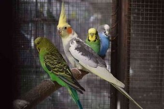 KÚPIM EXOTICKE VTÁCTVO