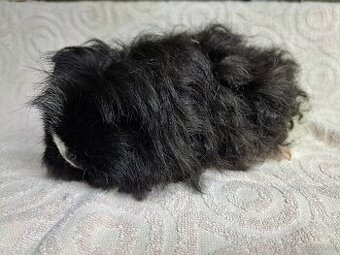 Predám morča dlhosrstú samičku