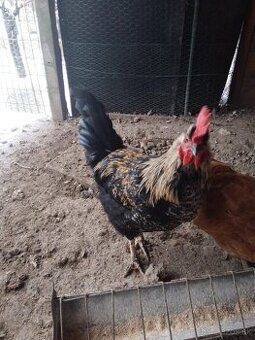 Predám mladého kohúta