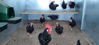 Vlaška modro čierno škvrnitá nasadove vajcia