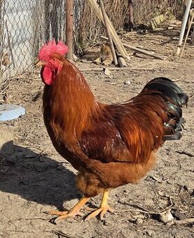 Predam / Vymením kohúta