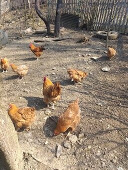 Oravka žítohnedá násadové vajcia, vajíčka