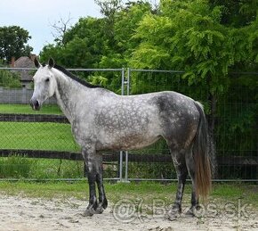 Azteca horse - 1