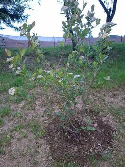 Aronia sadenice
