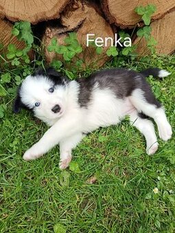 Šteniatka na predaj