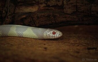 Albínske korálovky- Lampropeltis getula californiae