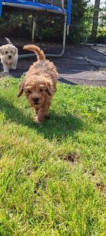 Maltipoo+maltipoo= maltipoo