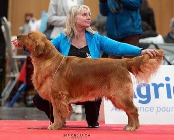 Zlatý Retriever / Golden Retriever s PP