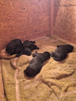 Labrador Retriever